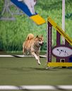 20260103-acnh-2670