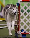 20260103-acnh-2579