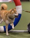 20260103-acnh-2393