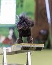 20260103-acnh-2398