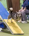 20260103-acnh-2484