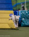 20260103-acnh-2184