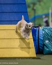 20260103-acnh-2136