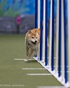 20260104-acnh-0035