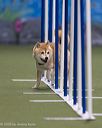 20260104-acnh-0036