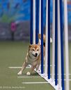 20260104-acnh-0107