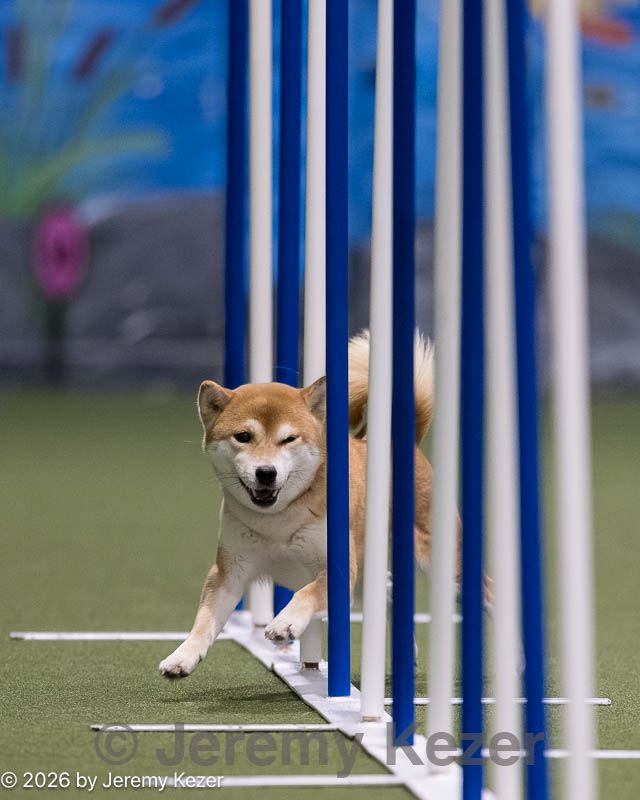 20260104-acnh-0106.jpg