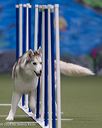 20260104-acnh-0171