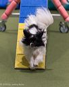 20260104-acnh-0252