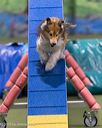 20260104-acnh-0260