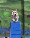 20260104-acnh-0281