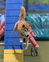20260104-acnh-0422