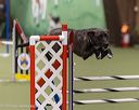 20260104-acnh-0658
