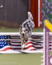 20260104-acnh-0547