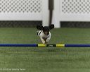 20260627-stcgny-1060