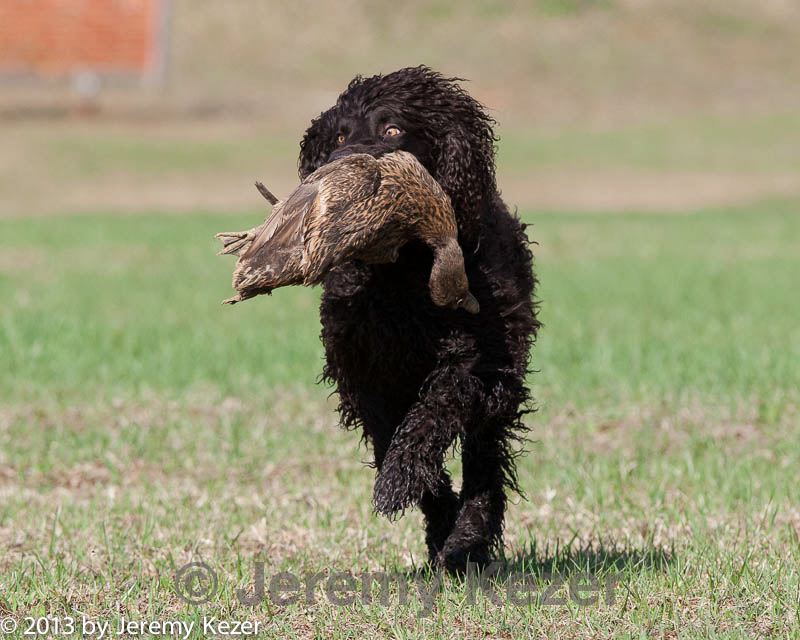 20130415-wcl-0176.jpg