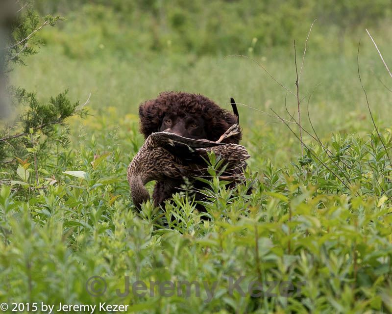 20150526-wcl-0222.jpg