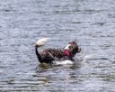 20260815-CWD-0018
