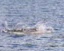 20260815-CWD-0204