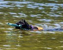 20260816-CWD-0176