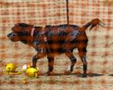 20260816-CWD-0217