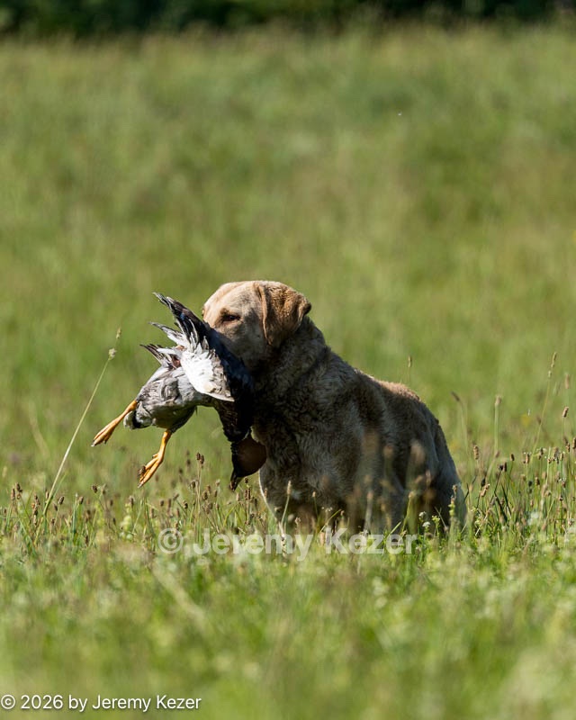 20260726-SHL-0052.jpg