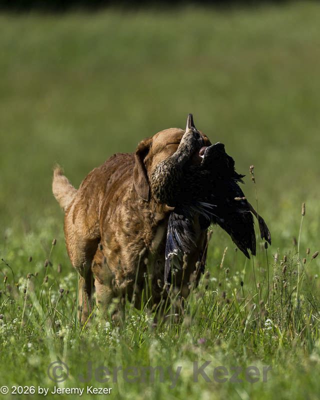 20260726-shl-0208.jpg