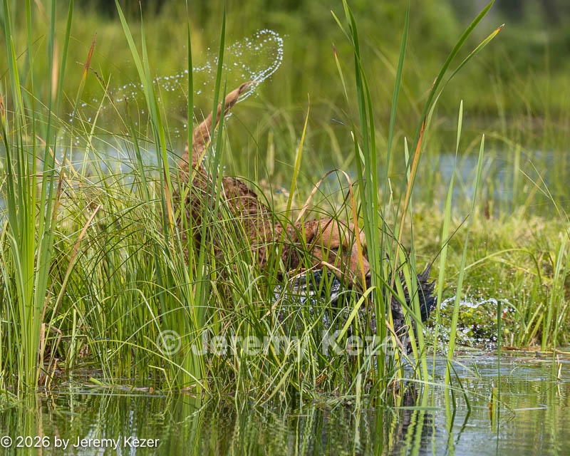 20260726-SHW-0261.jpg