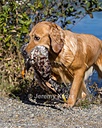 20261003-WCW-0065