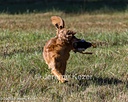 20261003-WCXL-0152