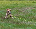 20261011-Peeewee-0012