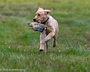 20261011-Peeewee-0015