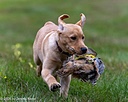 20261011-Peeewee-0017