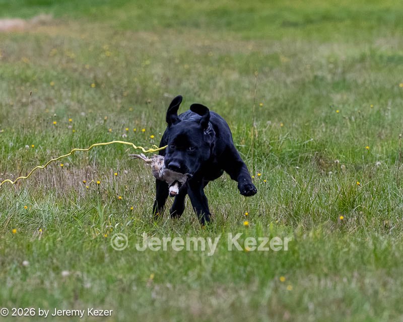 20261011-Peeewee-0001.jpg
